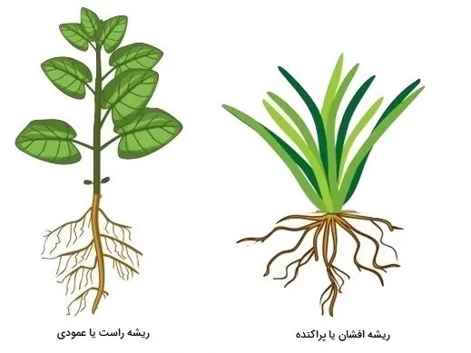 تحقیق در مورد ریشه گیاهان کلاس