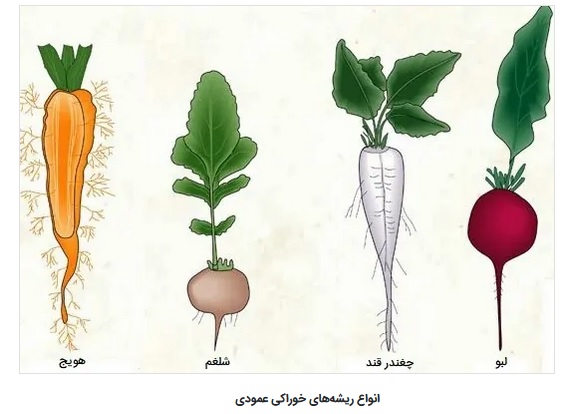 تحقیق در مورد ریشه گیاهان