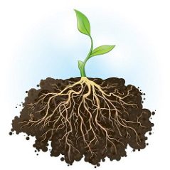 تحقیق در مورد ریشه گیاهان کلاس