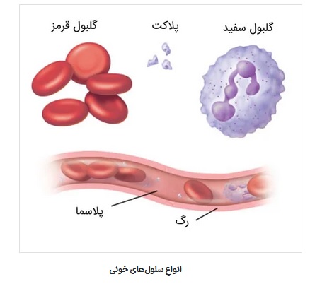 انواع عمده سلول های خونی