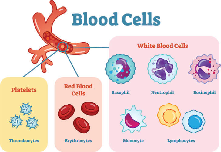 تعداد انواع یاخته های خونی