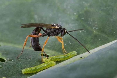 حشرات دشمنان طبیعی آفات گیاهی
