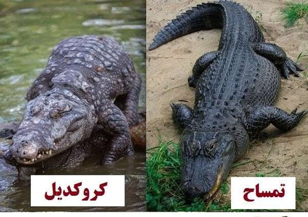 فرق تمساح و کروکودیل