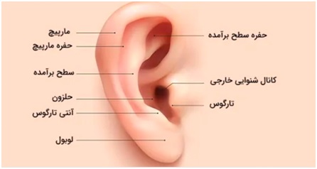 تحقیق در مورد گوش انسان کلاس پنجم