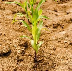 برای کشاورزی در مناطق کم باران چه خاکی مناسب تر است