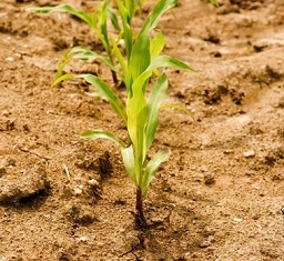 برای کشاورزی در مناطق کم باران چه خاکی مناسب تر است