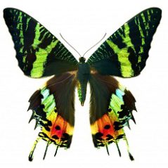 متن انگلیسی در مورد پروانه
