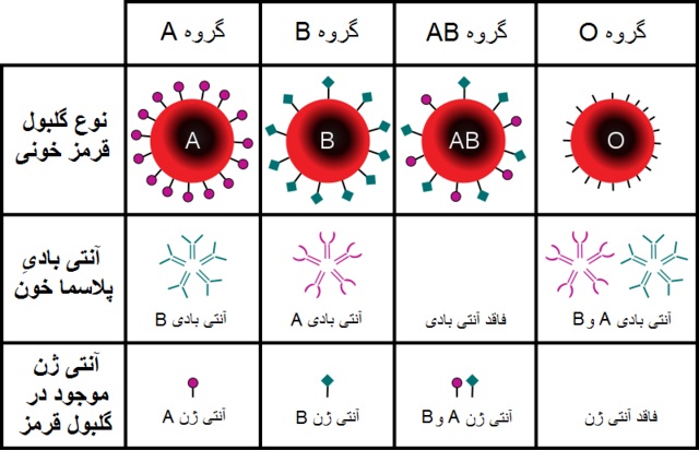 گروه های خونی مختلف چگونه بوجود می اید