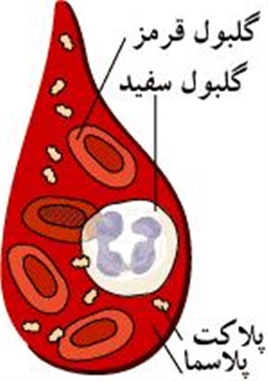 خون یک پلاسما است که شامل گلبول قرمز و سفید می شود.